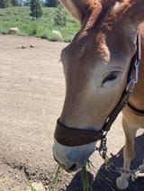 cute mule eating grass