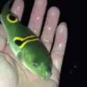 pufferfish-blowfish-squeeze-bwigeuq300npirzk_thumb.jpg