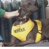 nervous dog
