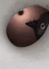 sniff