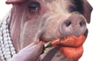 moo