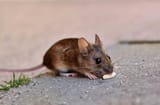 mouse-8720748_640