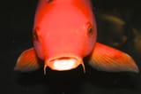 koi-fish-goldfish-orange-animals-a3090a-1024