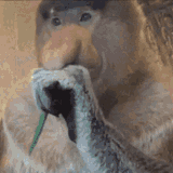proboscis-monkey