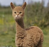 26446466-8156647-Llama_drama_Some_of_the_edits_are_particularly_confusing_includi-a-3_1585294693582
