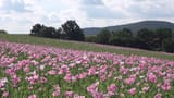 Opium Poppy Field