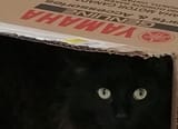 Yam Kat