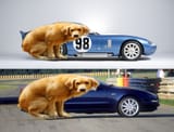 perro caca