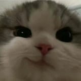 1748635299555099