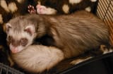 Musty mustelids