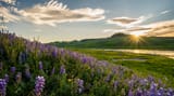 sage-in-all-fields