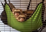 Gay baby jail
