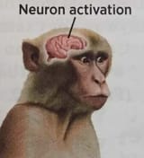 neuron activated