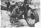 Monkey-Fixing-a-Douglas-S6