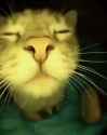catjam-cat_thumb.jpg