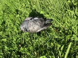 winged-rat