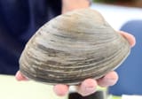 Gov_LargestClamDG8944 2