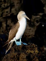 Blue-footed_Booby_by_Graham_Racher