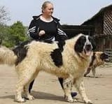 wiggerDog