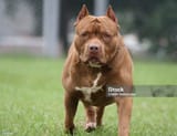 pitbull