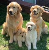 goldens