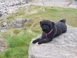 Tufty Rock smaller