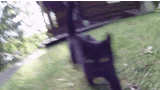kitteh2