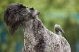 Kerry_Blue_Terrier_Vkarlov_1