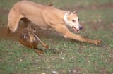 coursing