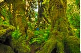 westernforest