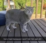 meme20
