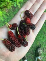 M rubra
