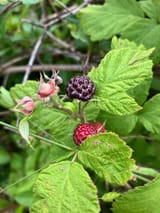 R occidentalis