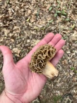 morel 2