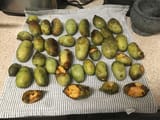 pawpaw harvest 2