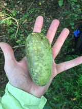 pawpaw