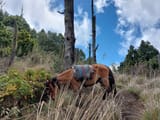 guatemalanpine