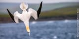 gannet