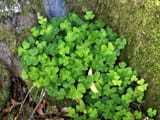 Wood-Sorrel-7