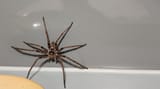 Spiderfren