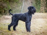 Giant-Schnauzer-dog-standing-on-grass_Eliska-Zeiskova_Shutterstock