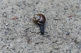 niggerSnail