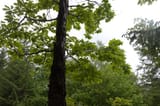 niggerTree
