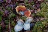 shroom