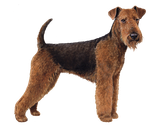 Airedale_Terrier_Color