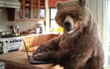 bear-computer-for-a-while_inpixio
