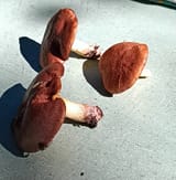 IMG_20250530_165918_243_1
