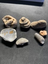 fossil1