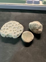 fossil2