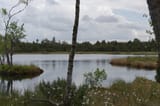 alpineSwampLake